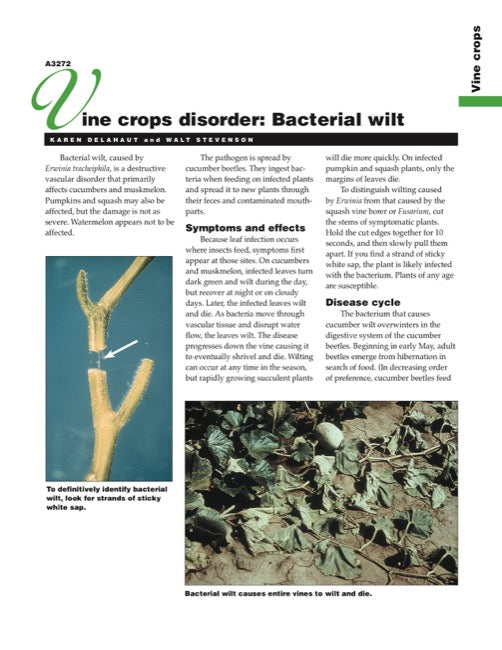 Vine Crops Disorder: Bacterial Wilt