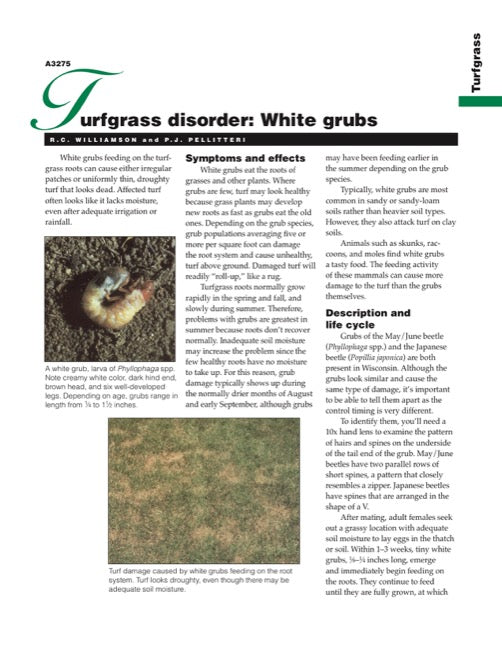 Turfgrass Disorder: White Grubs