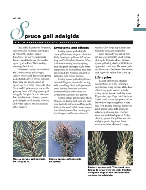 Spruce Disorder: Spruce Gall Adelgids
