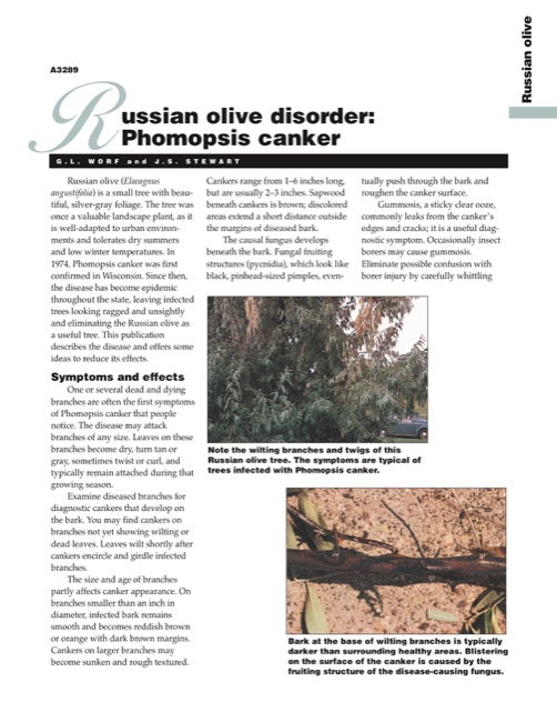 Russian Olive Disorder: Phomopsis Canker