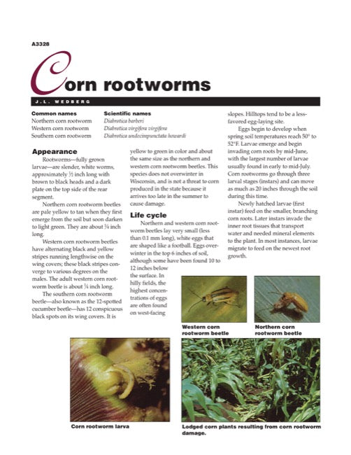 Corn Rootworms — The Learning Store