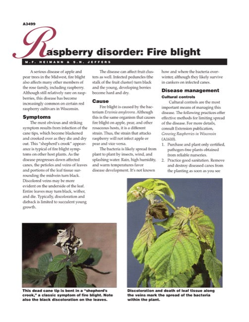 Raspberry Fire Raspberry Disorder: Fire Blight โ The Learning Store