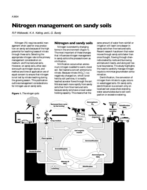 Nitrogen Management on Sandy Soils