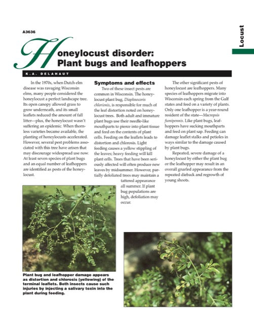 Honeylocust Disorder: Plantbugs and Leafhoppers