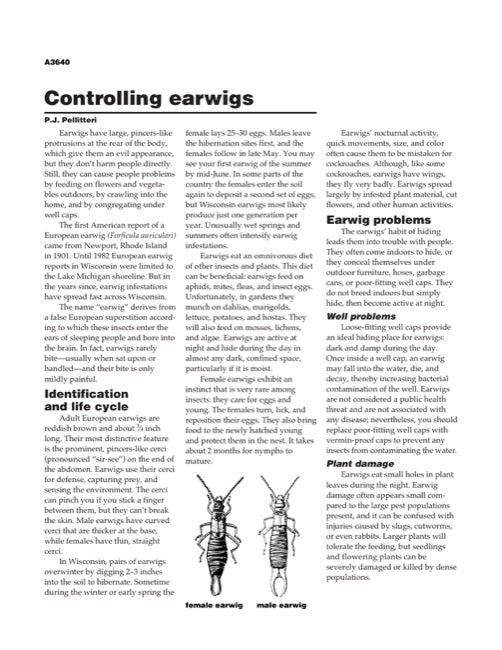 Controlling Earwigs