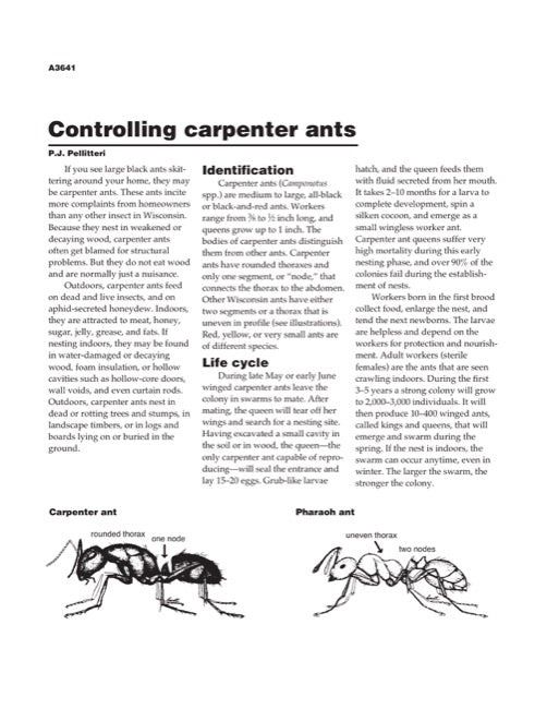 Controlling Carpenter Ants