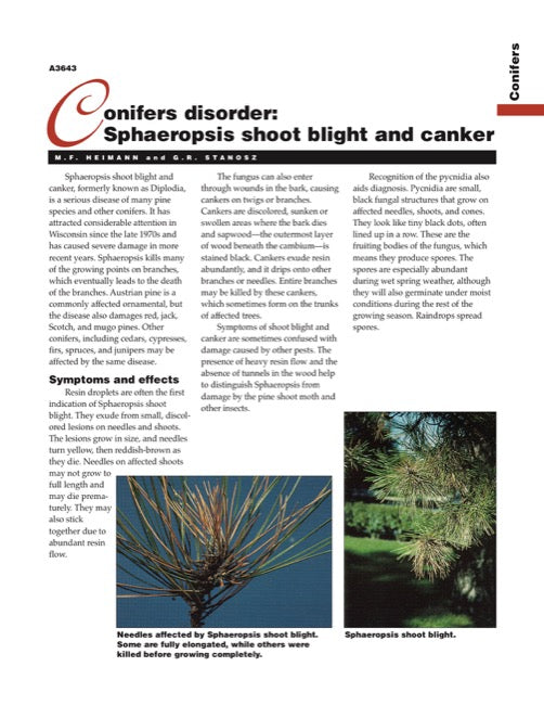 Conifers Disorders: Sphaeropsis Shoot Blight and Canker