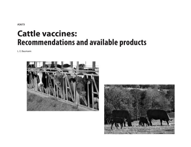 Cattle Vaccines: Recommendations and Available Products