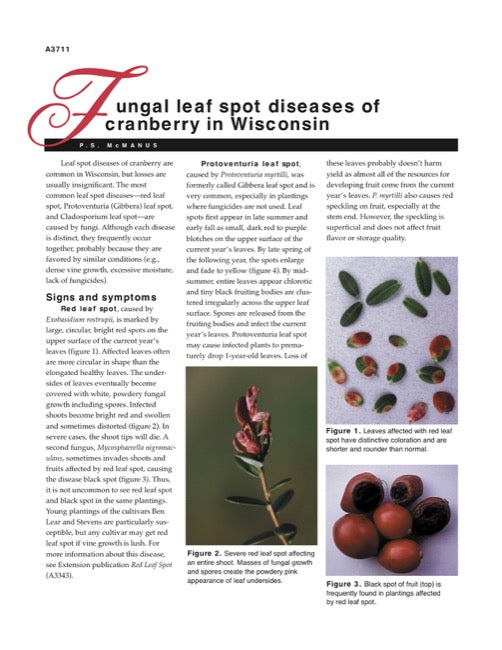 Cranberry Disorders: Fungal Leaf Spot Diseases of Cranberry in Wisconsin