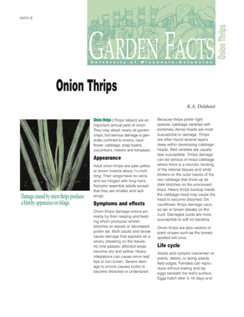 Onion Thrips