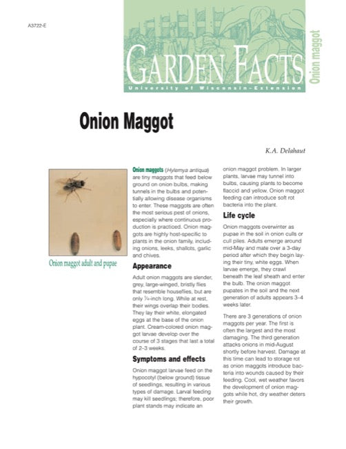 Onion Maggot