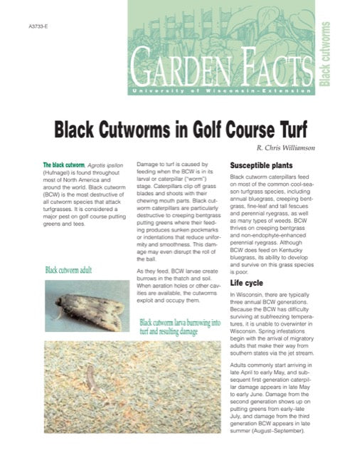 Black Cutworms in Golf Course Turf