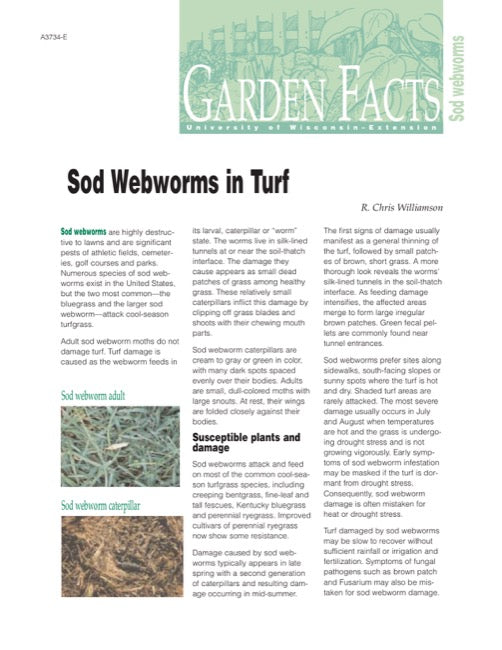 Sod Webworms in Turf