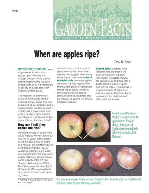 When Are Apples Ripe?