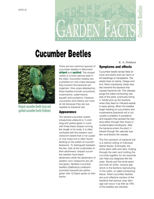 Cucumber Beetles
