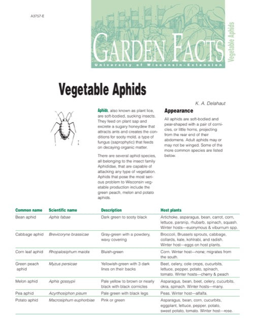 Vegetable Aphids