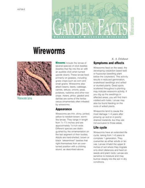 Wireworms
