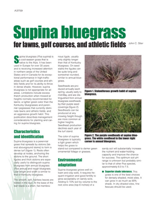 Supina Bluegrass for Lawns, Golf Courses, and Athletic Fields