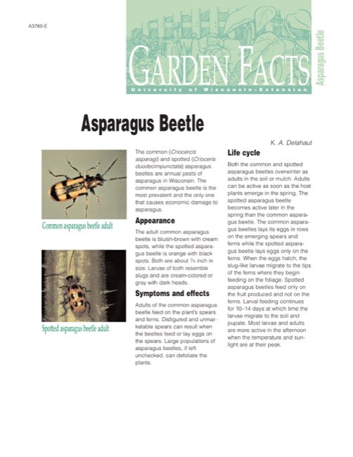Asparagus Beetle