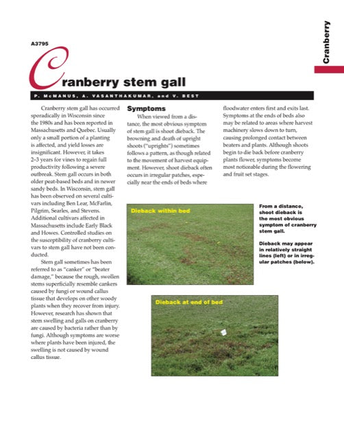 Cranberry Disorders: Cranberry Stem Gall