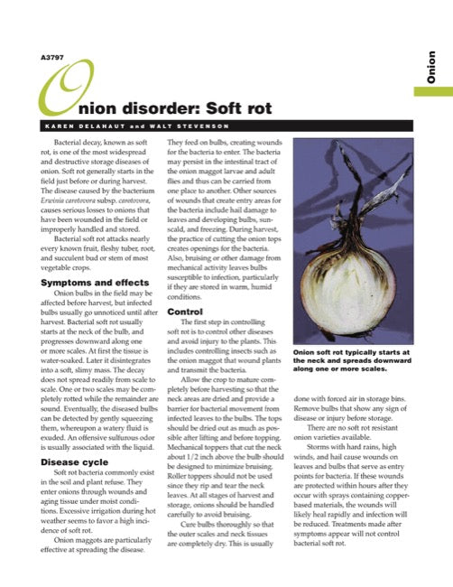 Onion Disorder: Soft Rot