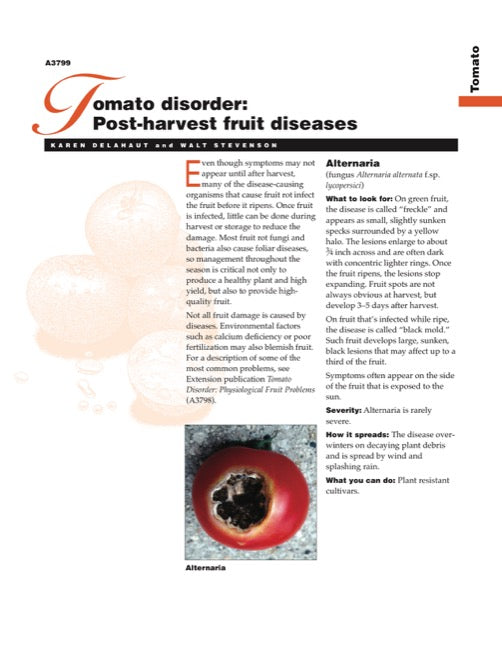 Tomato Disorder: Post-Harvest Fruit Diseases