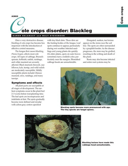 Cole Crops Disorder: Blackleg