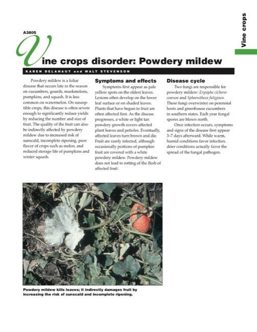 Vine Crops Disorder: Powdery Mildew