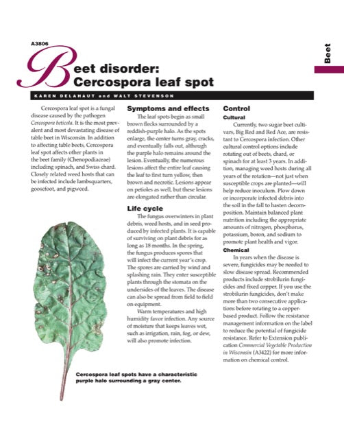 Beet Disorder: Cercospora Leaf Spot