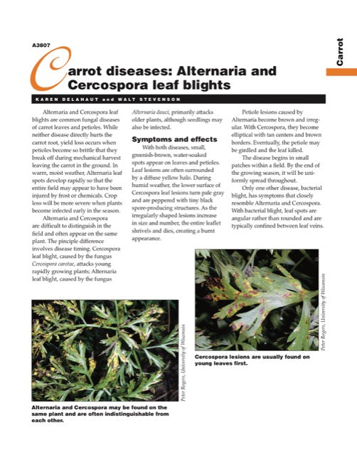 Carrot Diseases: Alternaria and Cercospora Leaf Blights