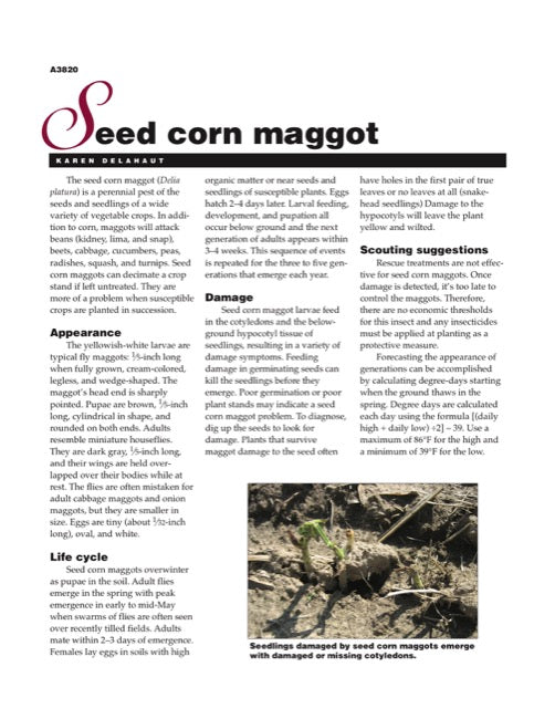 Seed Corn Maggot