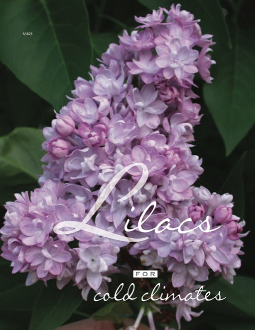 Lilacs for Cold Climates — The Learning Store