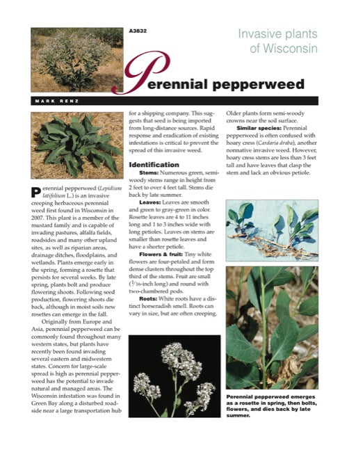Invasive Plants of Wisconsin: Perennial Pepperweed