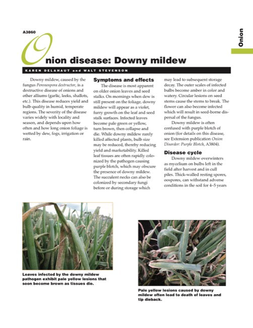 Onion Disease: Downy Mildew