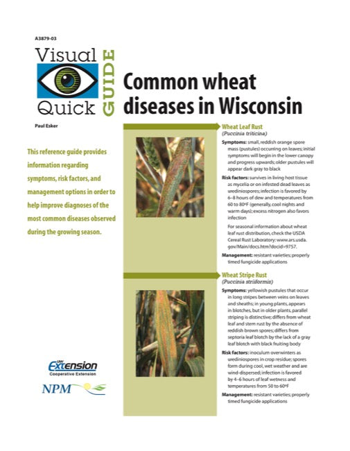 Visual Quick Guide to Common Wheat Diseases in Wisconsin