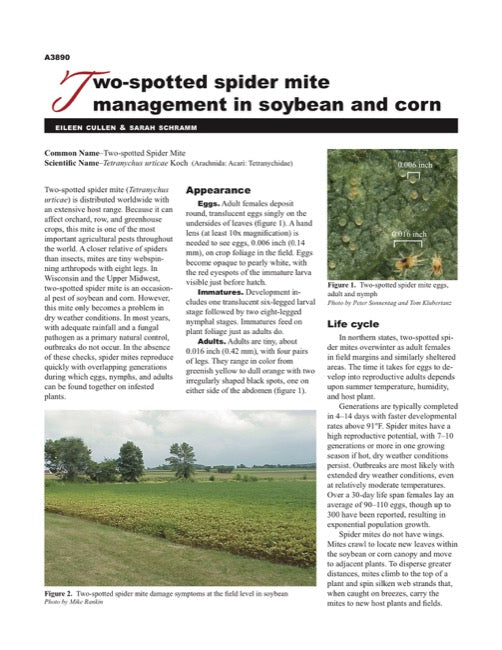 Two-spotted Spider Mite Management in Soybean and Corn