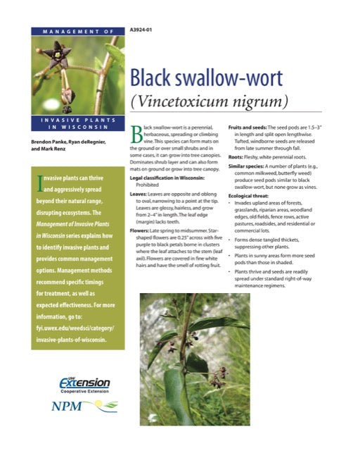 Black Swallow-wort