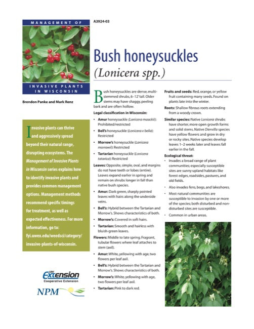 Bush Honeysuckles