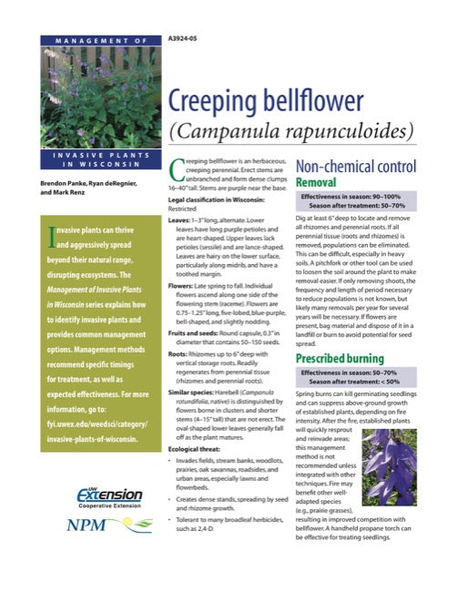 Creeping Bellflower