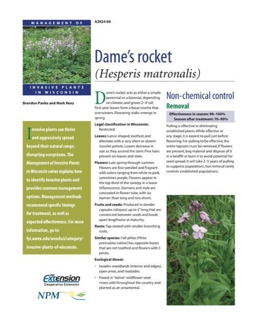 Dame's Rocket