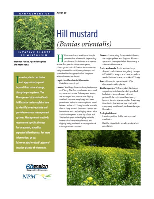 Hill Mustard