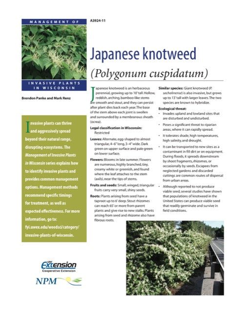 Japanese Knotweed — The Learning Store