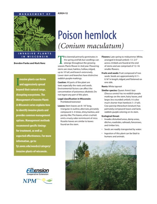 Poison Hemlock