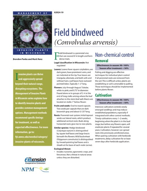 field bindweed herbicide Field Bindweed — The Learning Store