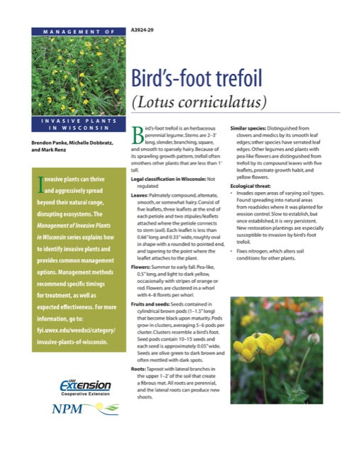 Bird's-foot Trefoil
