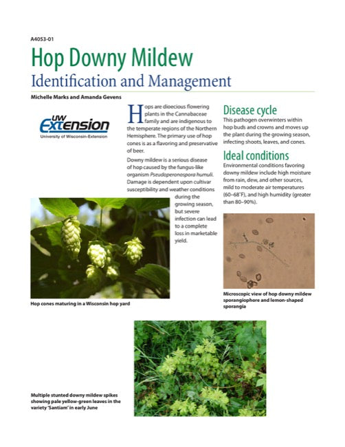 Hop Downy Mildew
