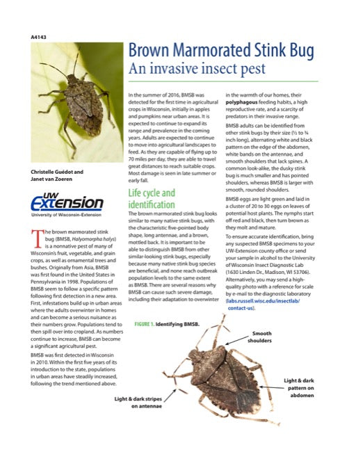 Brown Marmorated Stink Bug: An Invasive Insect Pest