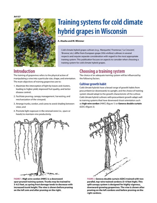 Training Systems for Cold Climate Hybrid Grapes in Wisconsin
