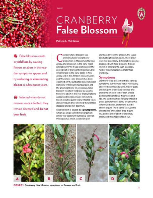 Cranberry False Blossom