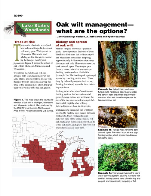 Oak Wilt Management—What Are the Options?